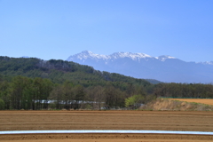 高原野菜畑