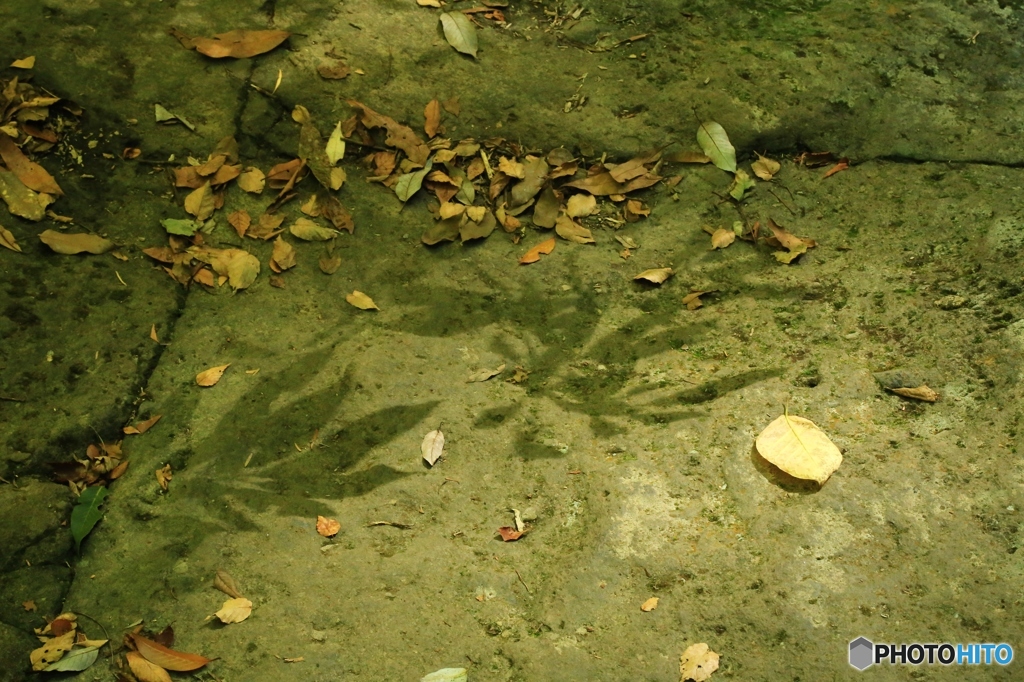 shadow　leaf