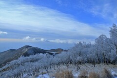 満開の花のような霧氷