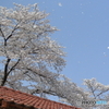 桜吹雪