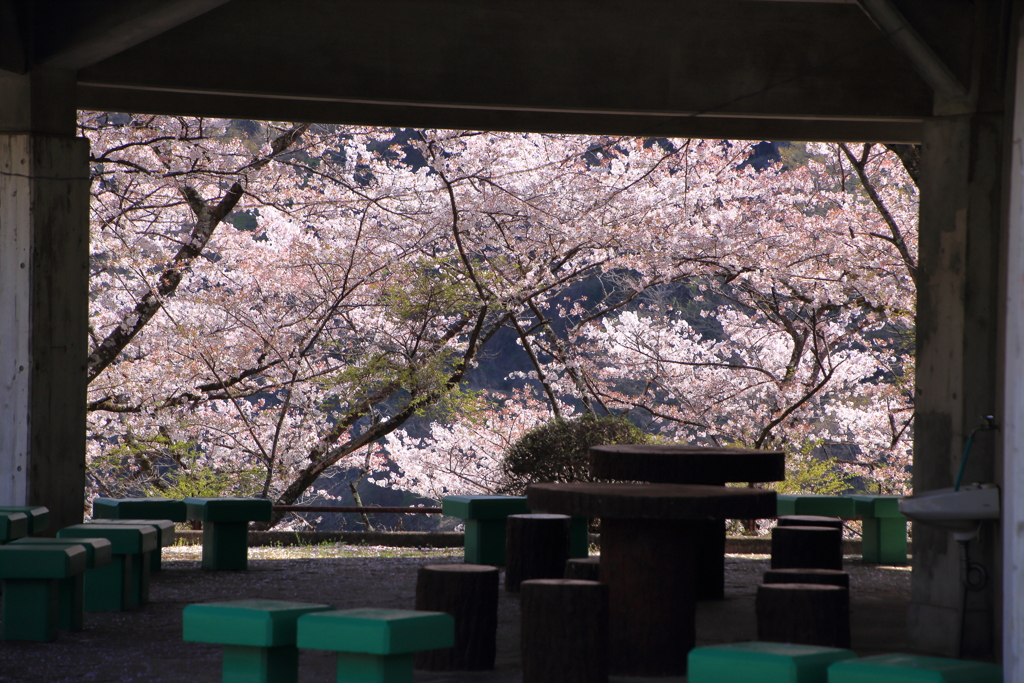 満開の桜