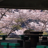 満開の桜