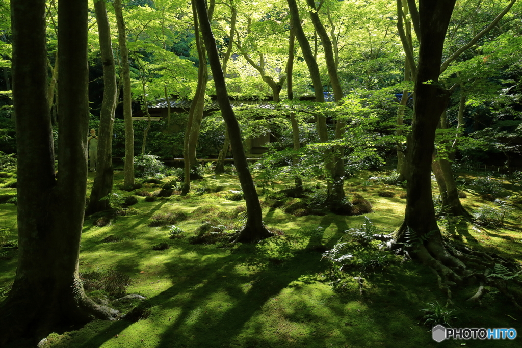 緑陰