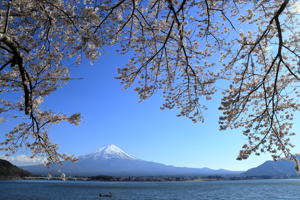 河口湖の桜