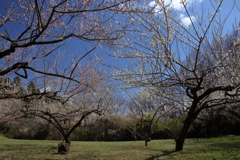 空に梅の花