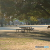 冬の公園