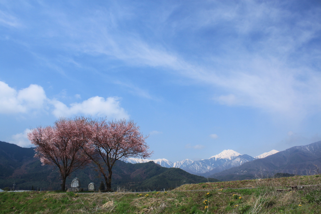 常念道祖神と桜