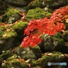 懐古園の紅葉