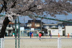 校庭の桜