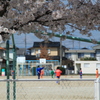 校庭の桜