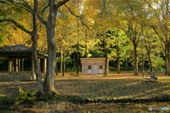 紅葉する公園