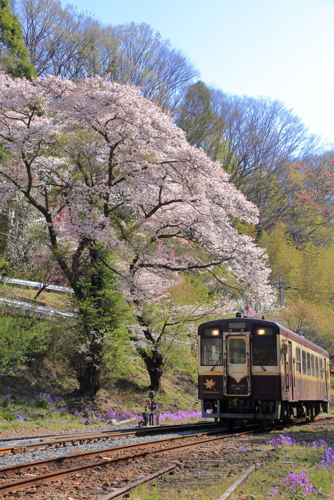 春のわたらせ渓谷鉄道