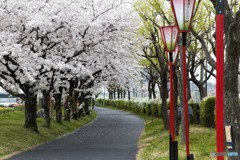 2017年の桜　6