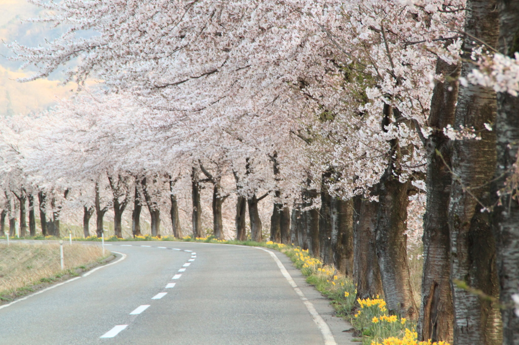 桜ロード