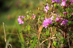 山に咲く花