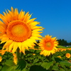 summer color