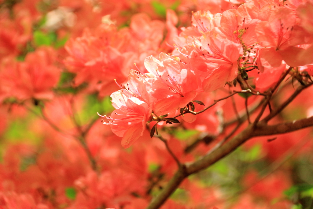 花の山