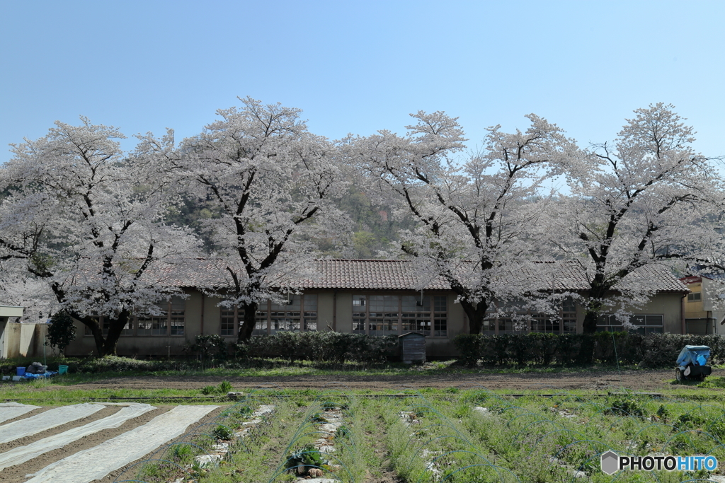 4本の桜