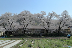 4本の桜