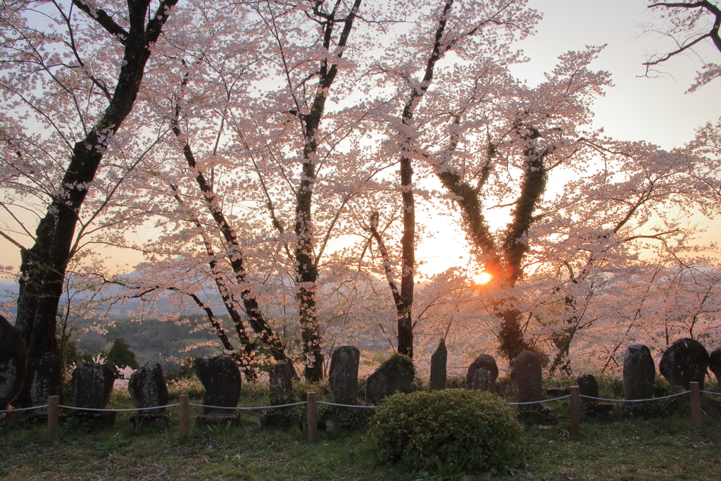 日没間際の桜