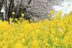 菜の花と舞う桜