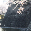 お堀の桜