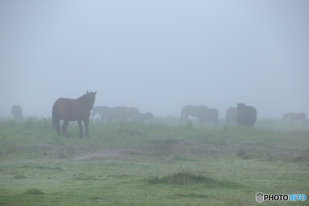 foggy horse