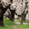 桜の径