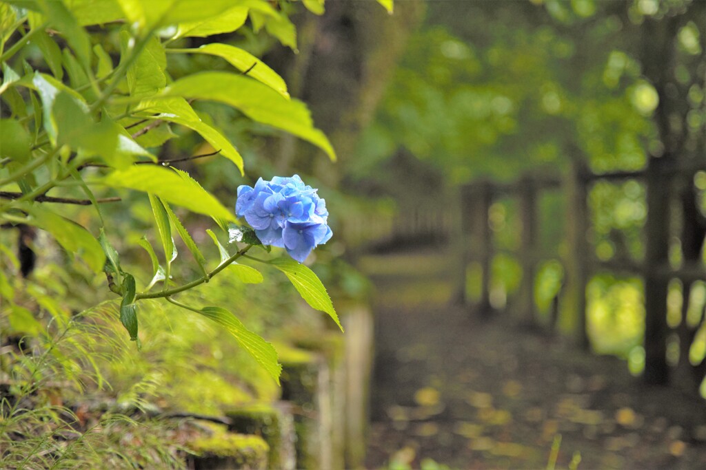 散策路の紫陽花