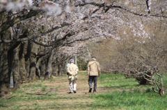 桜の下を歩く