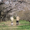 桜の下を歩く