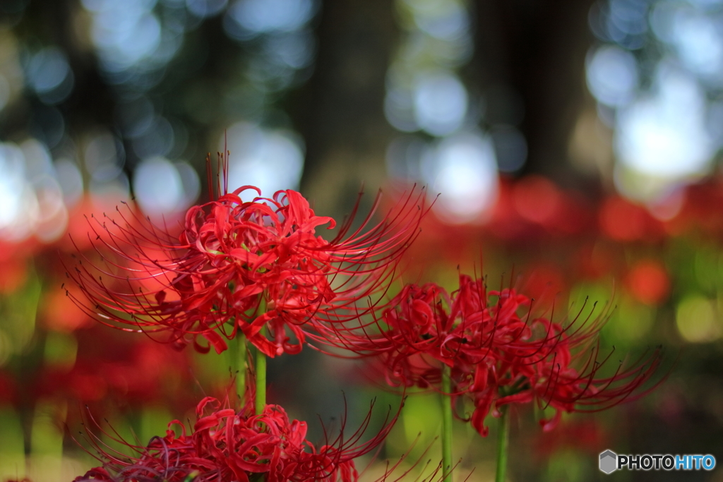 赤い火花のように