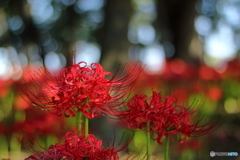 赤い火花のように