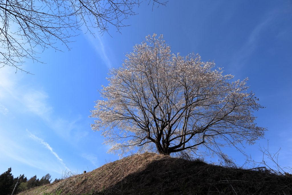 岩櫃城の桜
