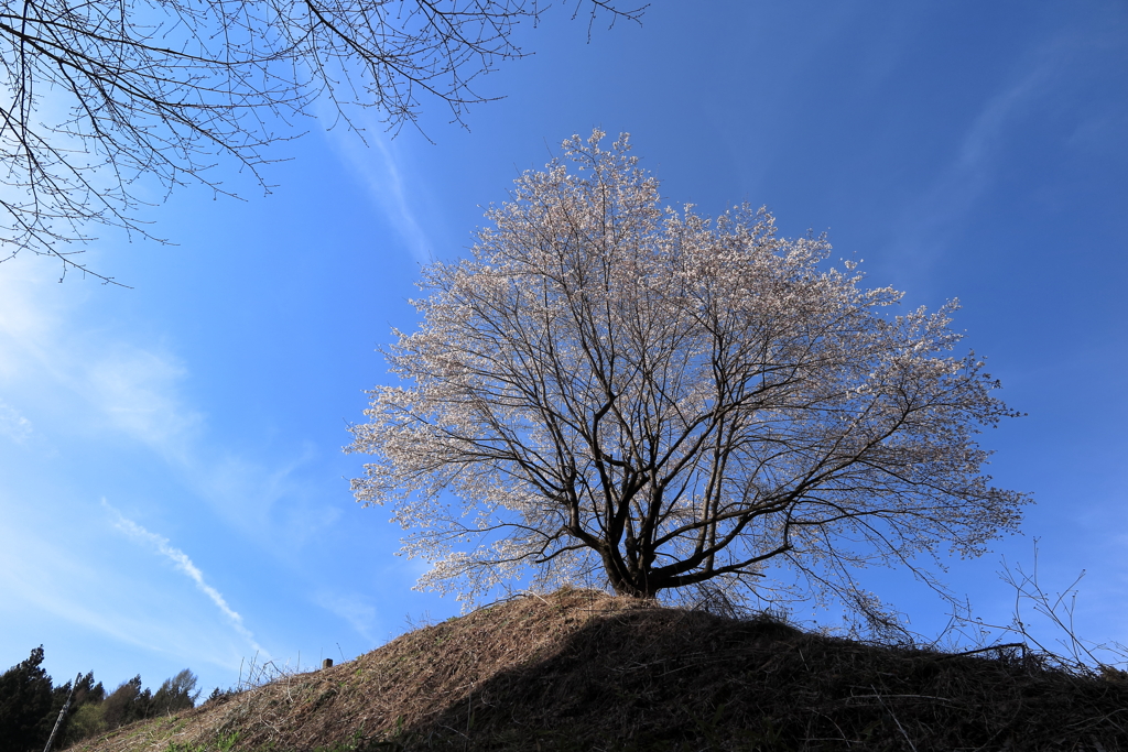 岩櫃城の桜