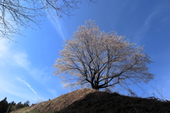 岩櫃城の桜