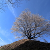 岩櫃城の桜