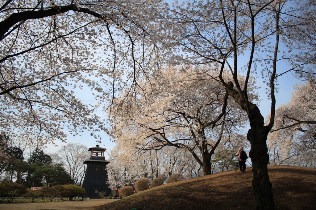 鐘楼と桜