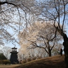 鐘楼と桜