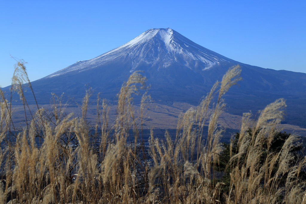 富士とススキ