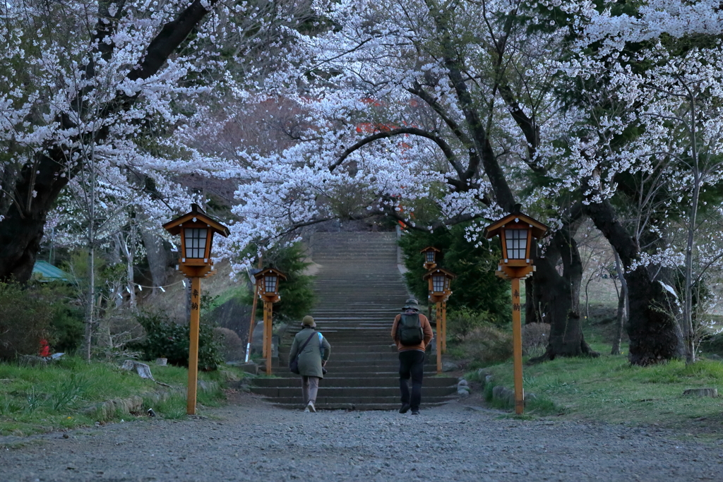 桜並木を歩いて