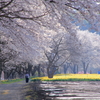 春の情景
