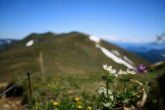 登山道を彩る花