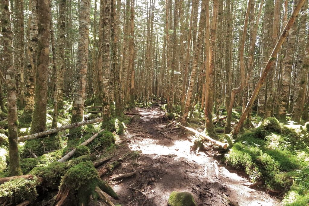 八ヶ岳の森