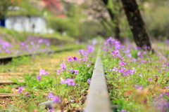廃線と花