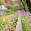 廃線と花