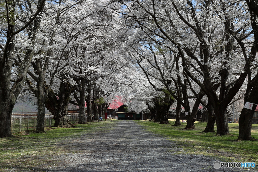 歩きたくなる桜並木