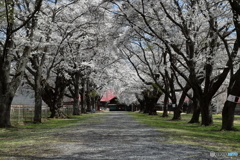 歩きたくなる桜並木