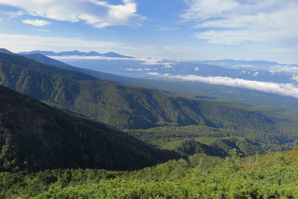 色付き始めた森