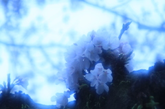 blue blossom